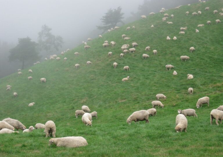 owce na wypasie