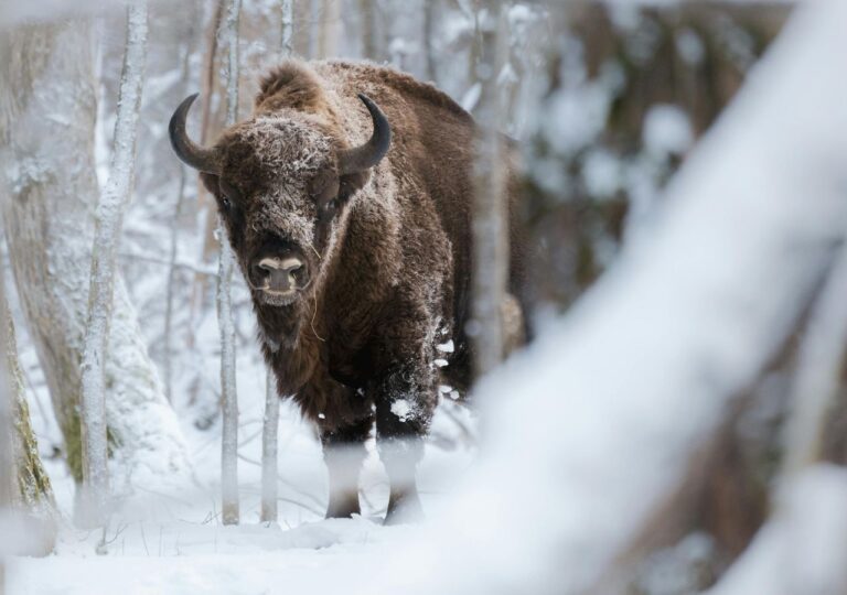 żubr w puszczy białowieckiej światowa lista dziedzictwa unesco