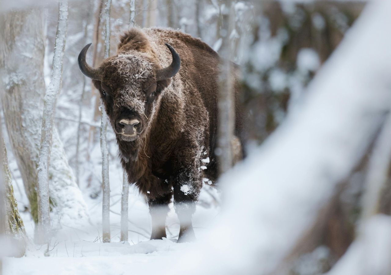 żubr w puszczy białowieckiej światowa lista dziedzictwa unesco