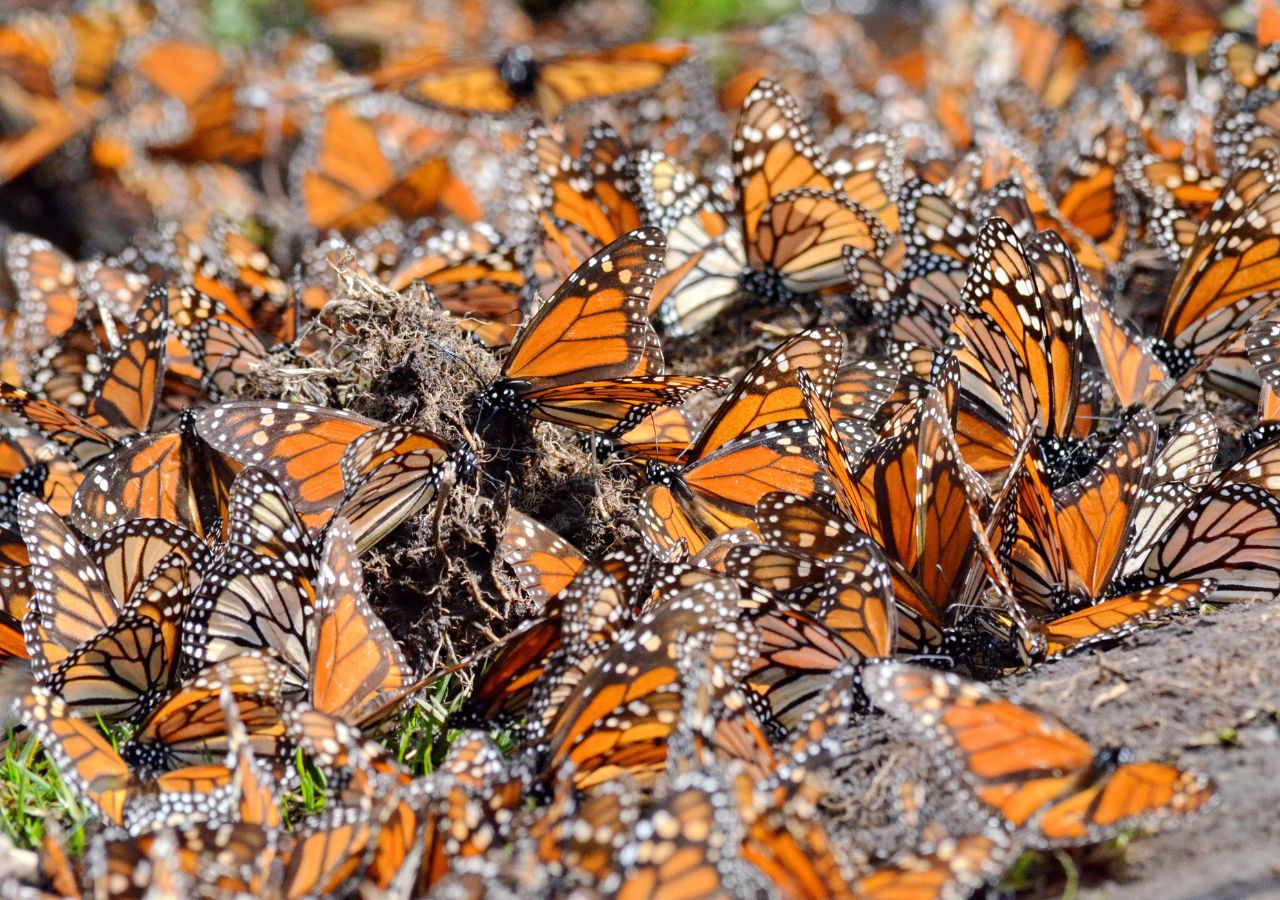 Biosfera Motagua-Montañas Mayas w Meksyku