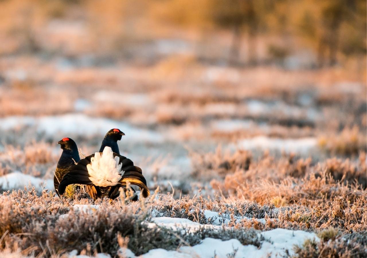 Cietrzewie na tokowisku