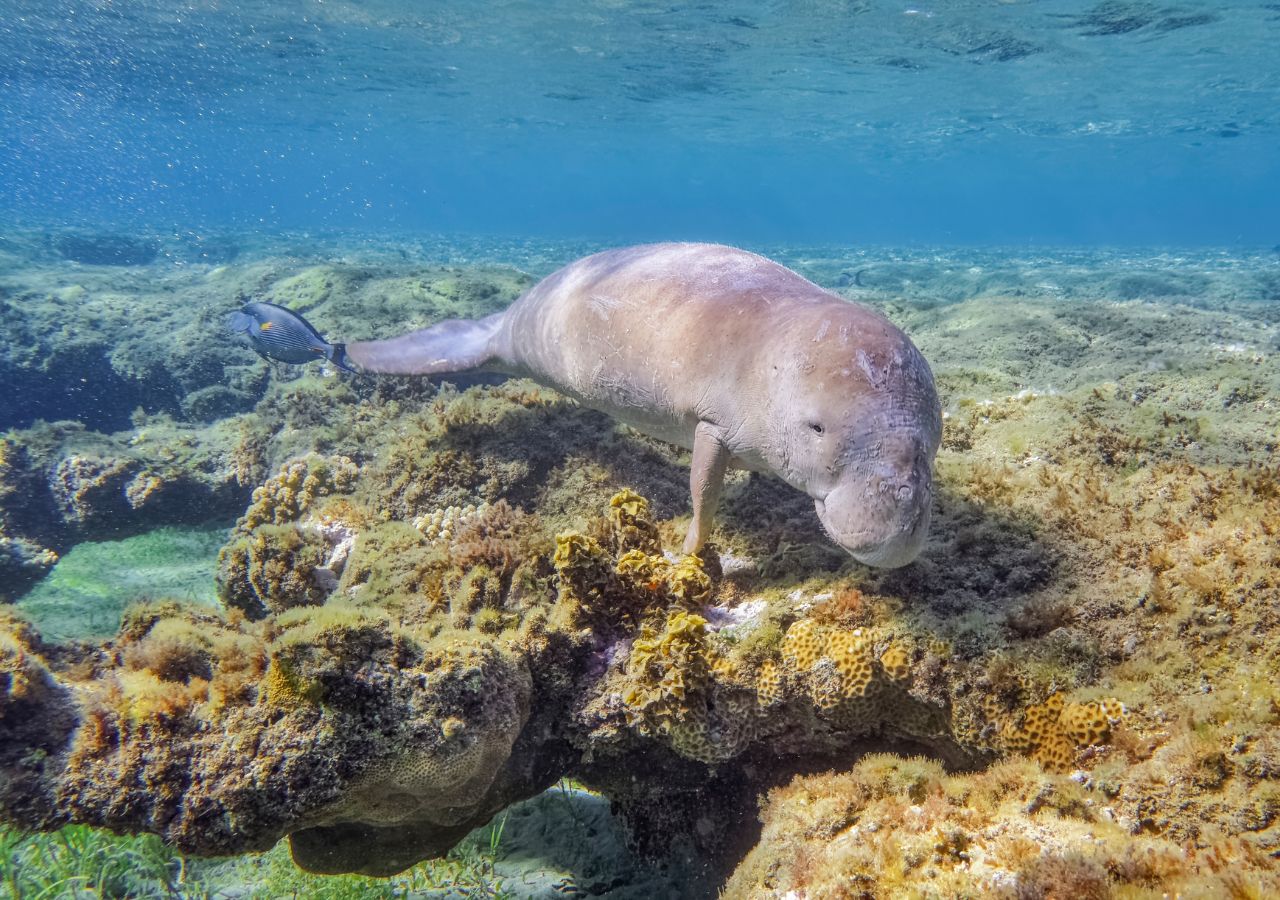 Diugoni karmią się na stromatolitach