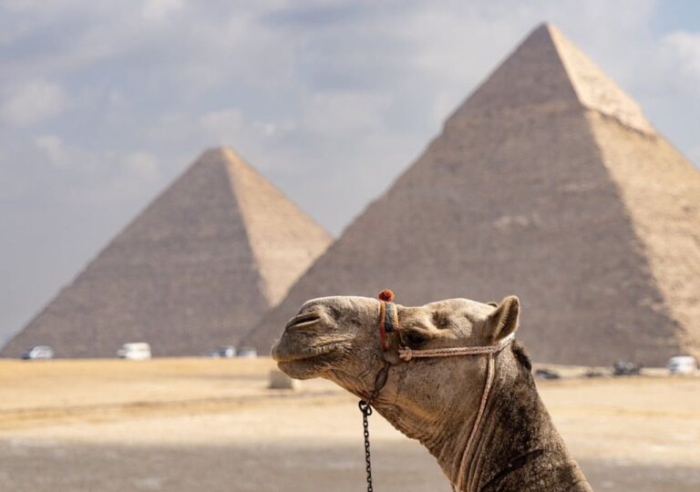 Wielbłąd na tle egipskich piramid