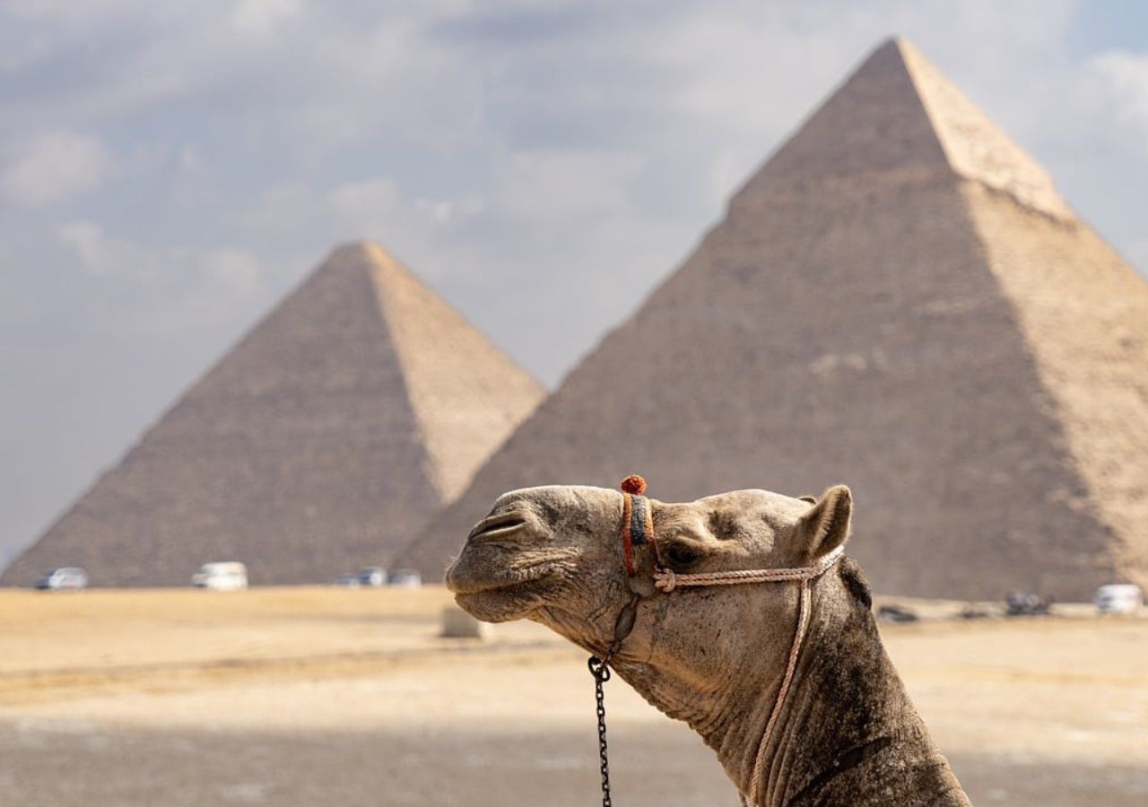 Wielbłąd na tle egipskich piramid