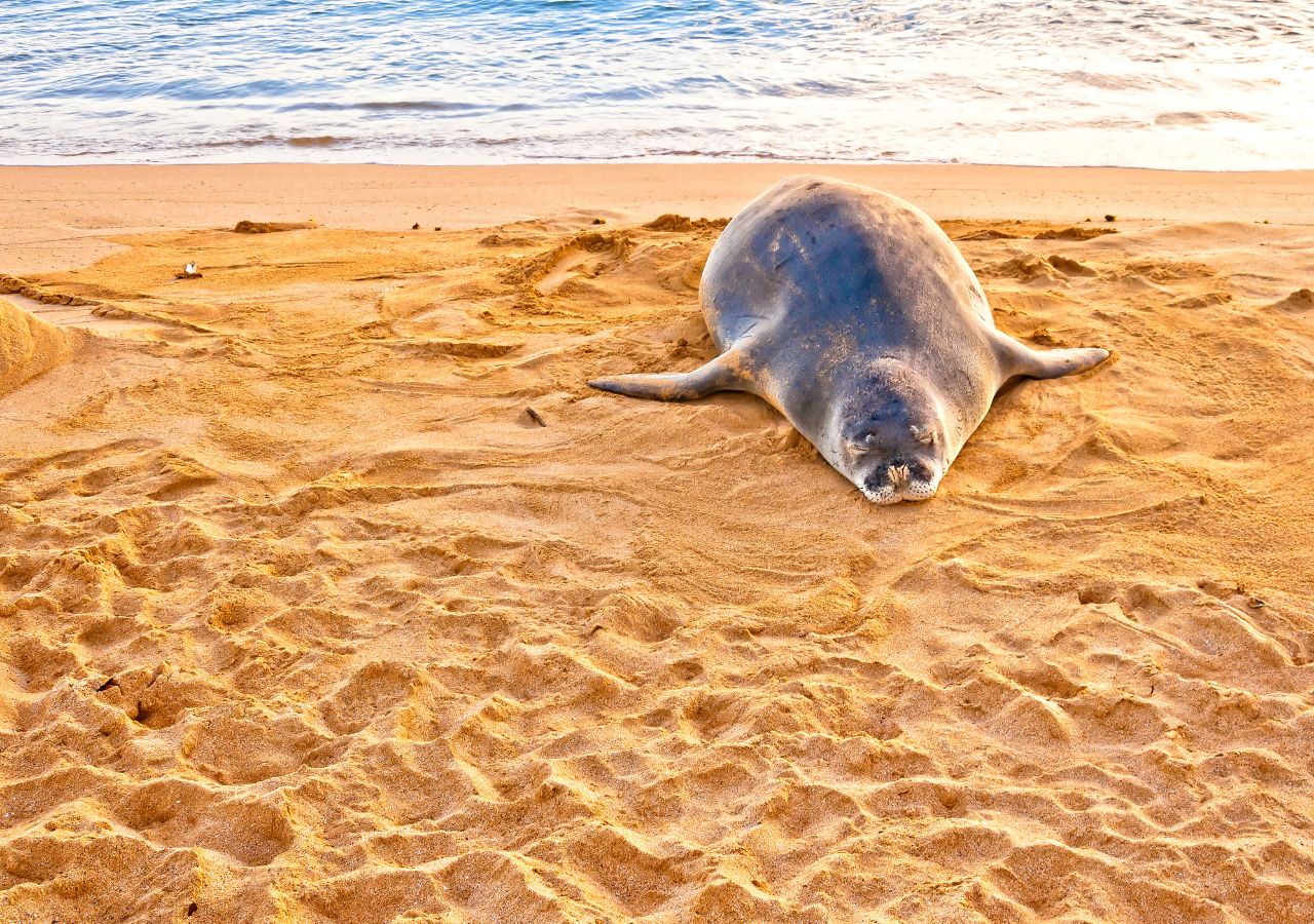 Foka mniszka na piaszczystej plaży
