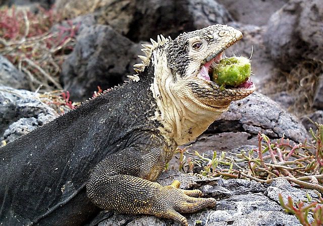 Iguana z Galapagos Unesco Ameryka Południowa