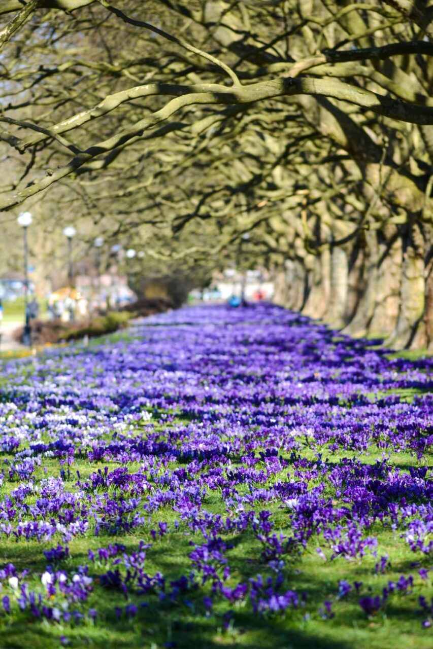 Dywany krokusów pod platanami w parku Kasprowicza to wiosenna wizytówka Szczecina