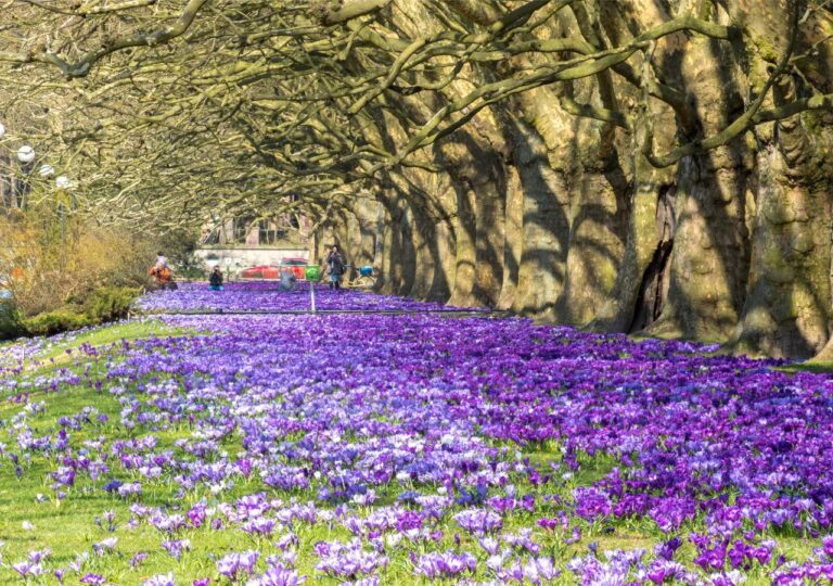Łany krokusów kwitną w Szczecinie pod platanami