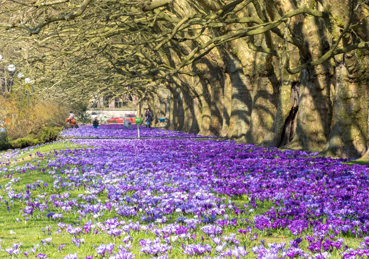 Łany krokusów kwitną w Szczecinie pod platanami
