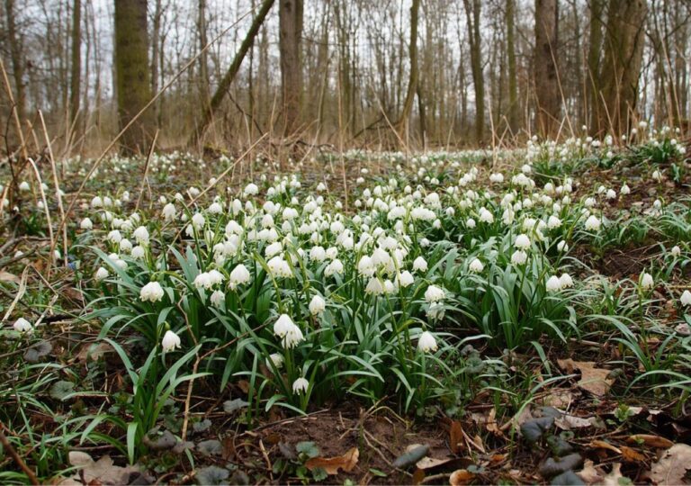 Kwitnące śnieżyce wiosenne. Te kwiaty rzadko rosną w nizinnej części Polski