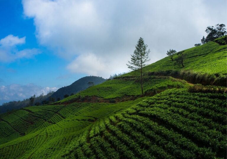 Nuwara Eliya od ponad 150 lat region ten słynie z rozległych plantacji herbaty