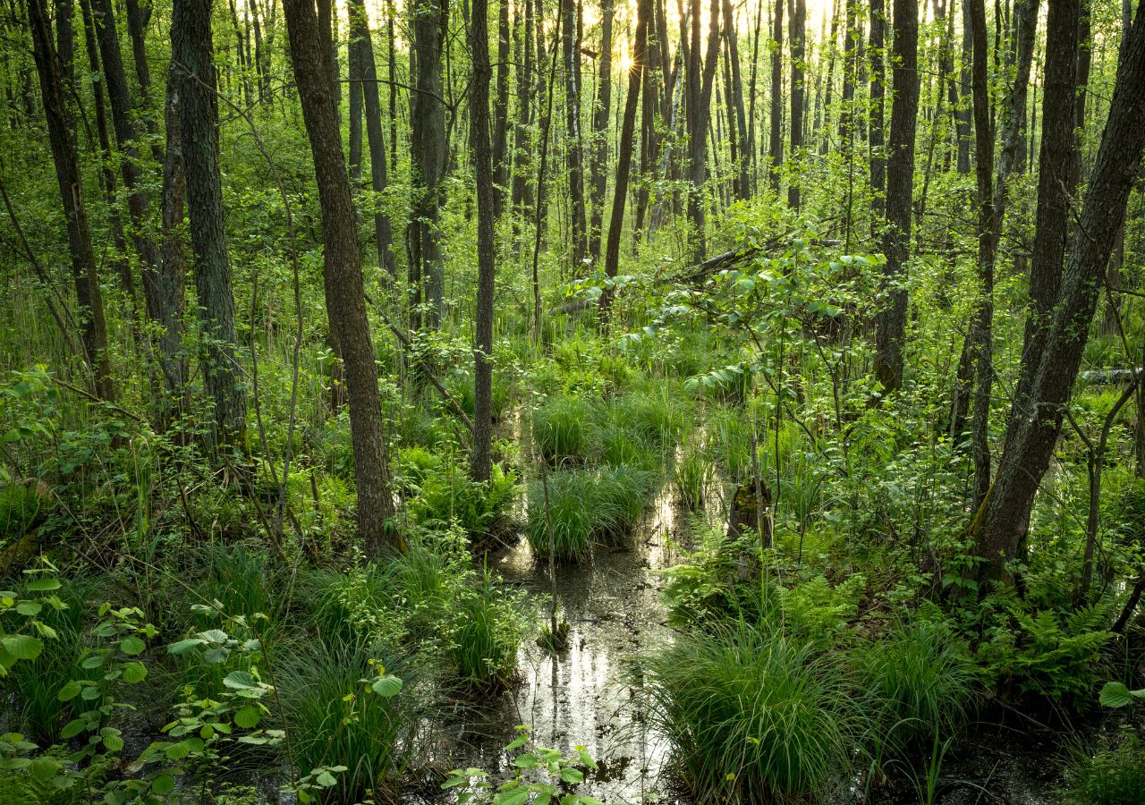 Mokradła w Biebrzańskim Parku Narodowym