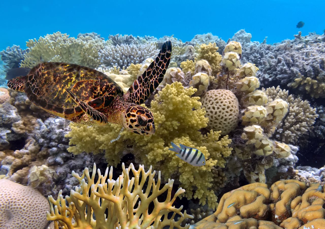 Żółw i rafa koralowa na Wielkiej Rafie Koralowej Australia