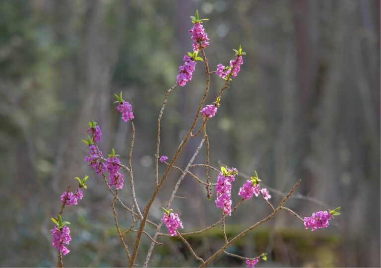 Wawrzynek wilczełyko - piękny i śmiertelnie niebezpieczny zwiastun wiosny