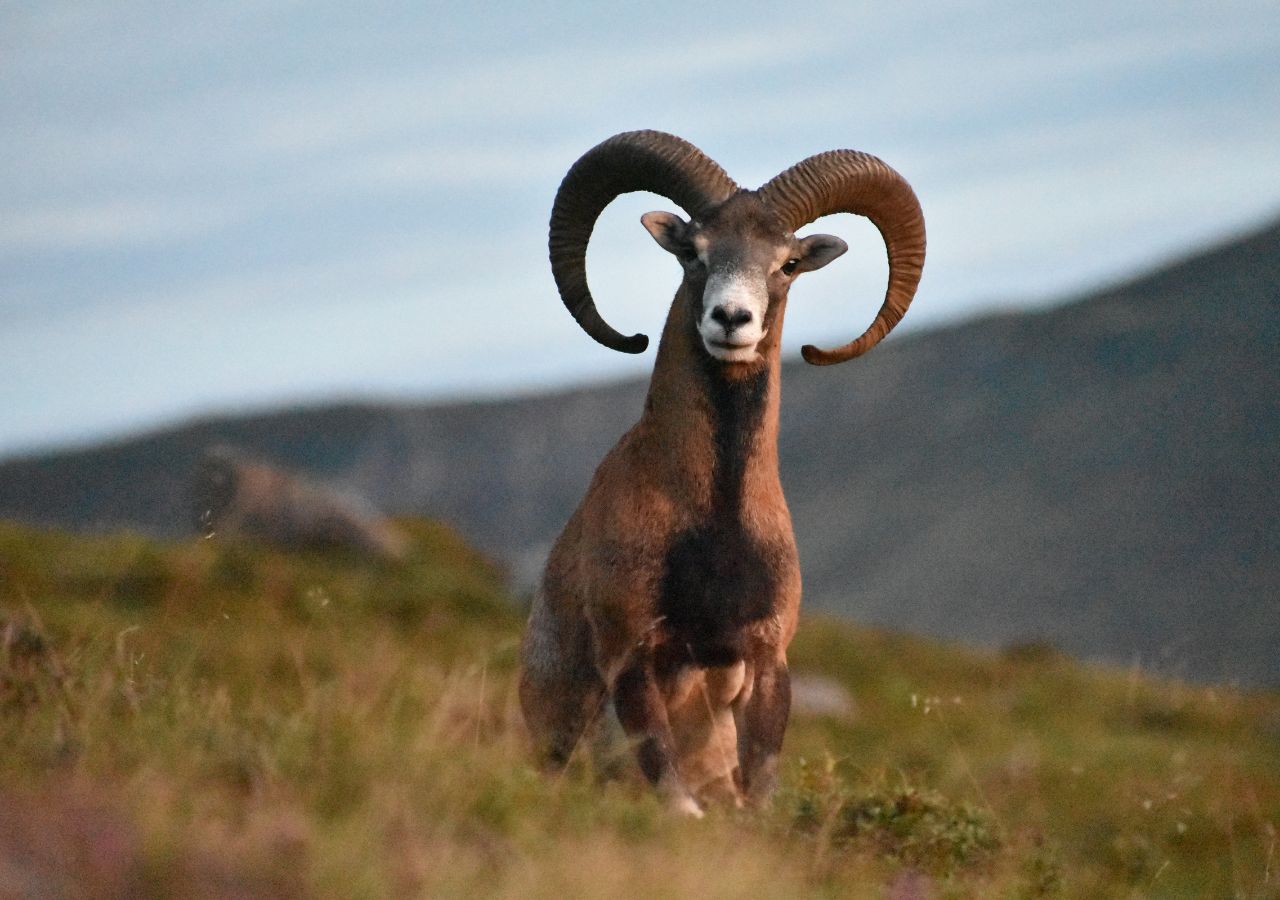 Muflon spaceruje po górach w Grecji