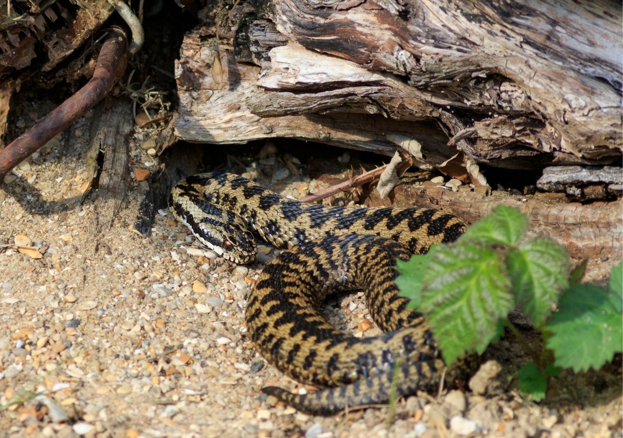 Żmija zygzakowata wygrzewa się w wiosennym słońcu