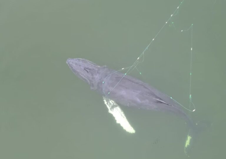 Akcja ratunkowa wieloryba w Międzyzdrojach w lutym 2025 r.