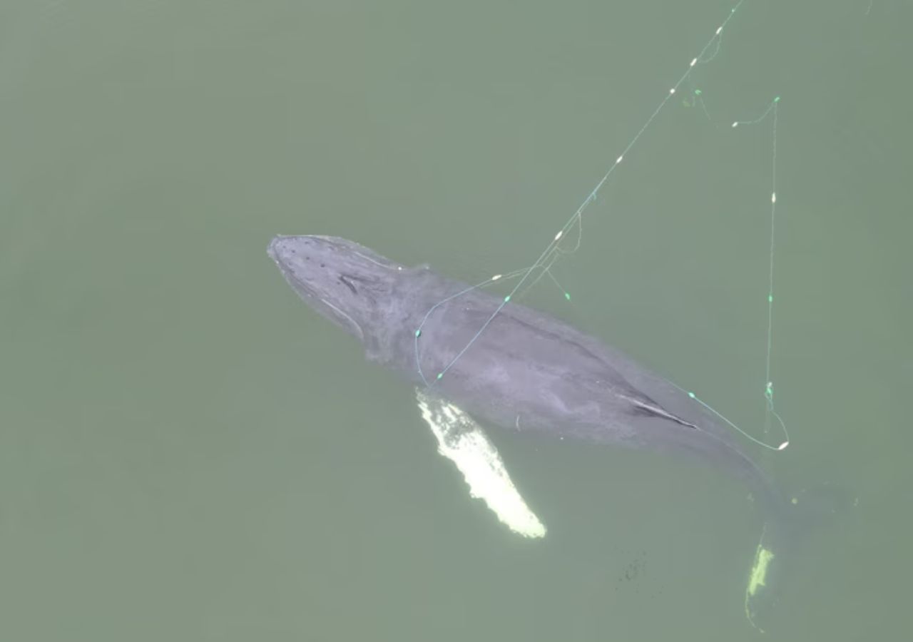 Akcja ratunkowa wieloryba w Międzyzdrojach w lutym 2025 r.