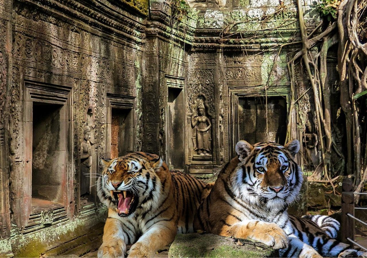 Tygrysy w świątyni Angkor Wat w Kambodży