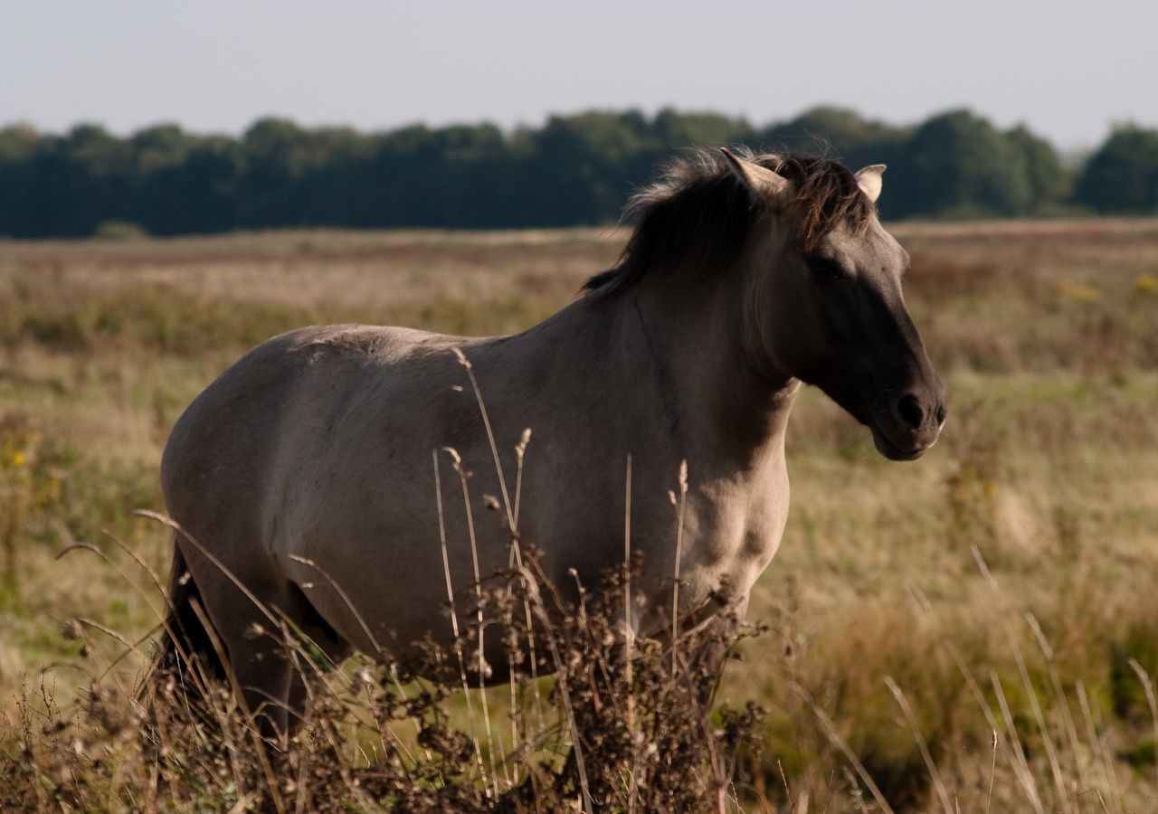 Konik polski