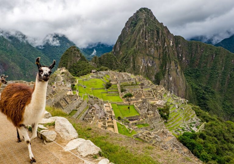 Lama na tle Machu Picchu Peru Ameryka Południowa