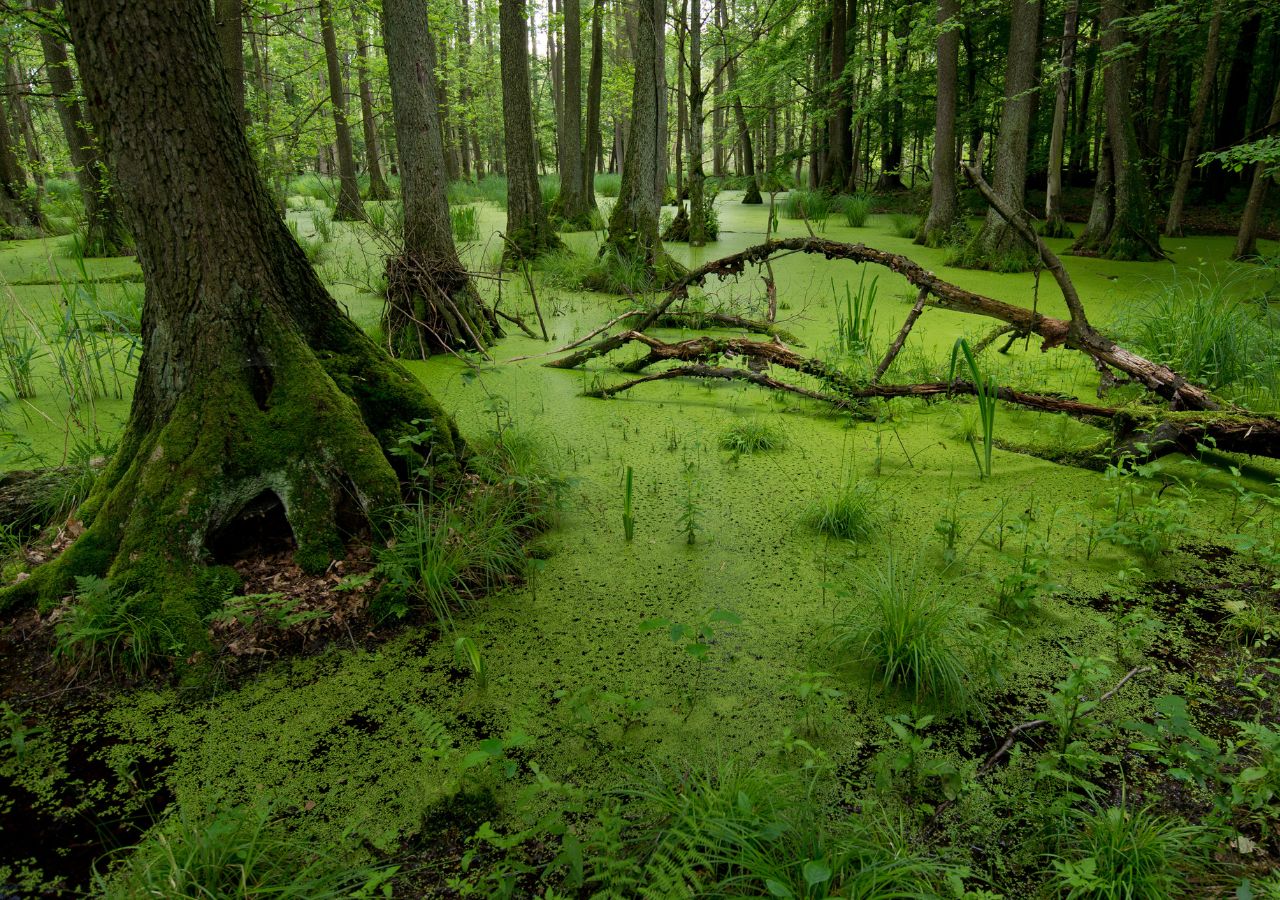 Mokradłą w Dolinie Baryczy Polska