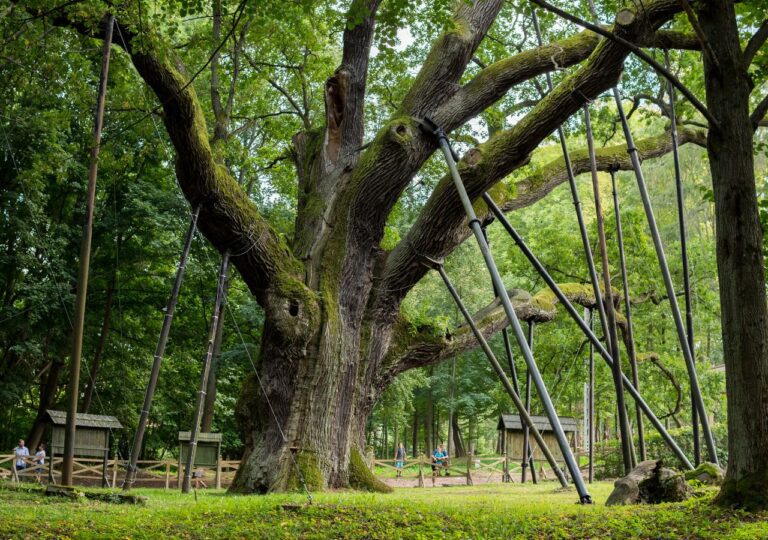 Dąb Bartke - pomnik przyrody