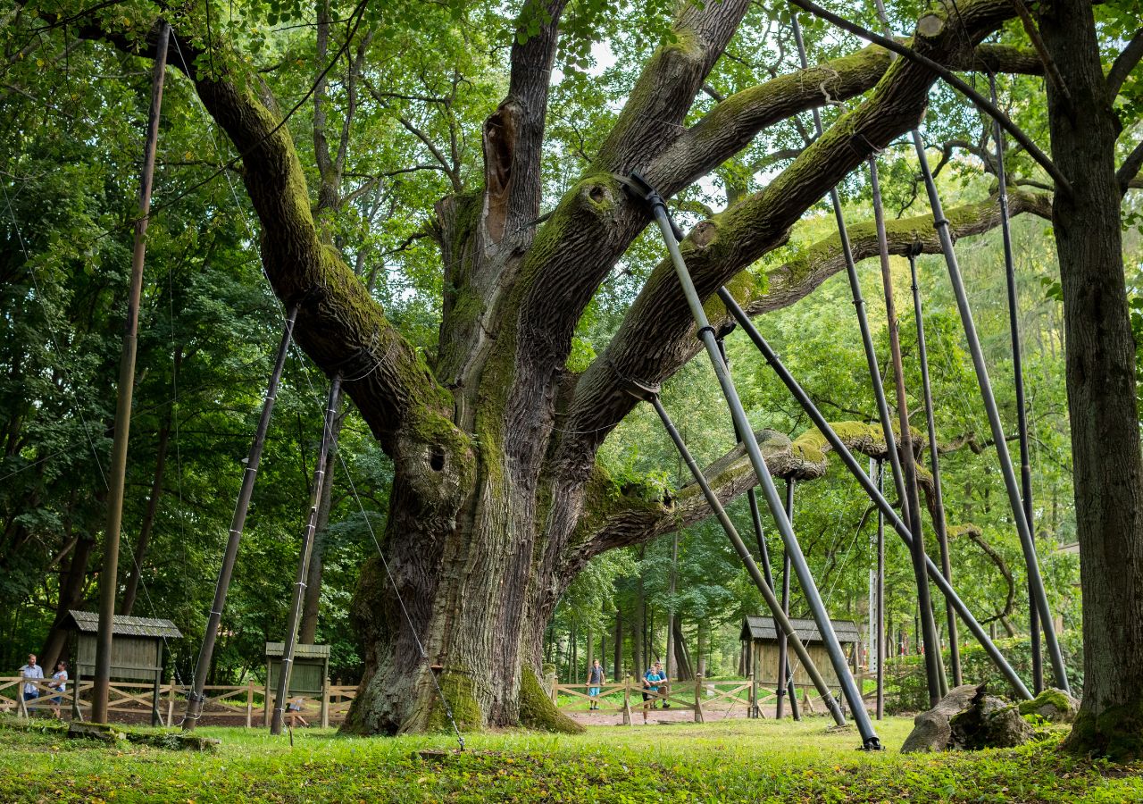 Dąb Bartke - pomnik przyrody