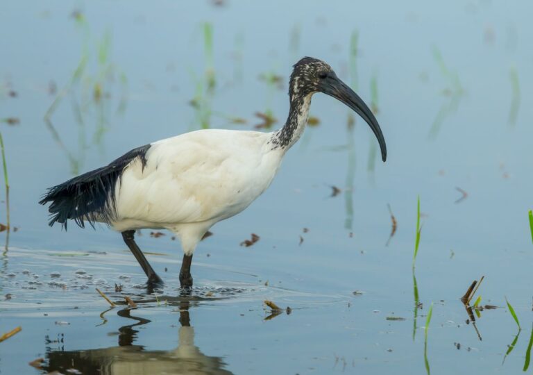 Ibis afrykański brodzący w wodzie