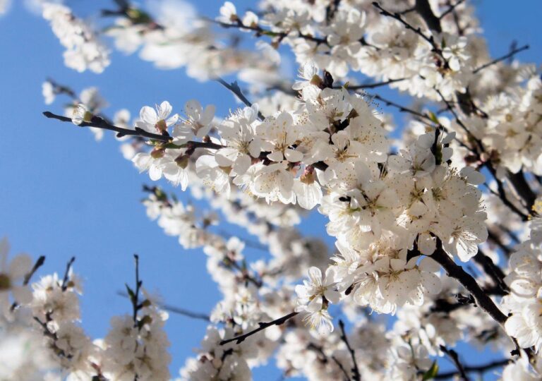 Kwitnący na biało kwiat drzewa jabłoni