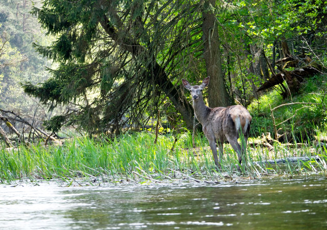 Jeleń nad Czarną Hańczą