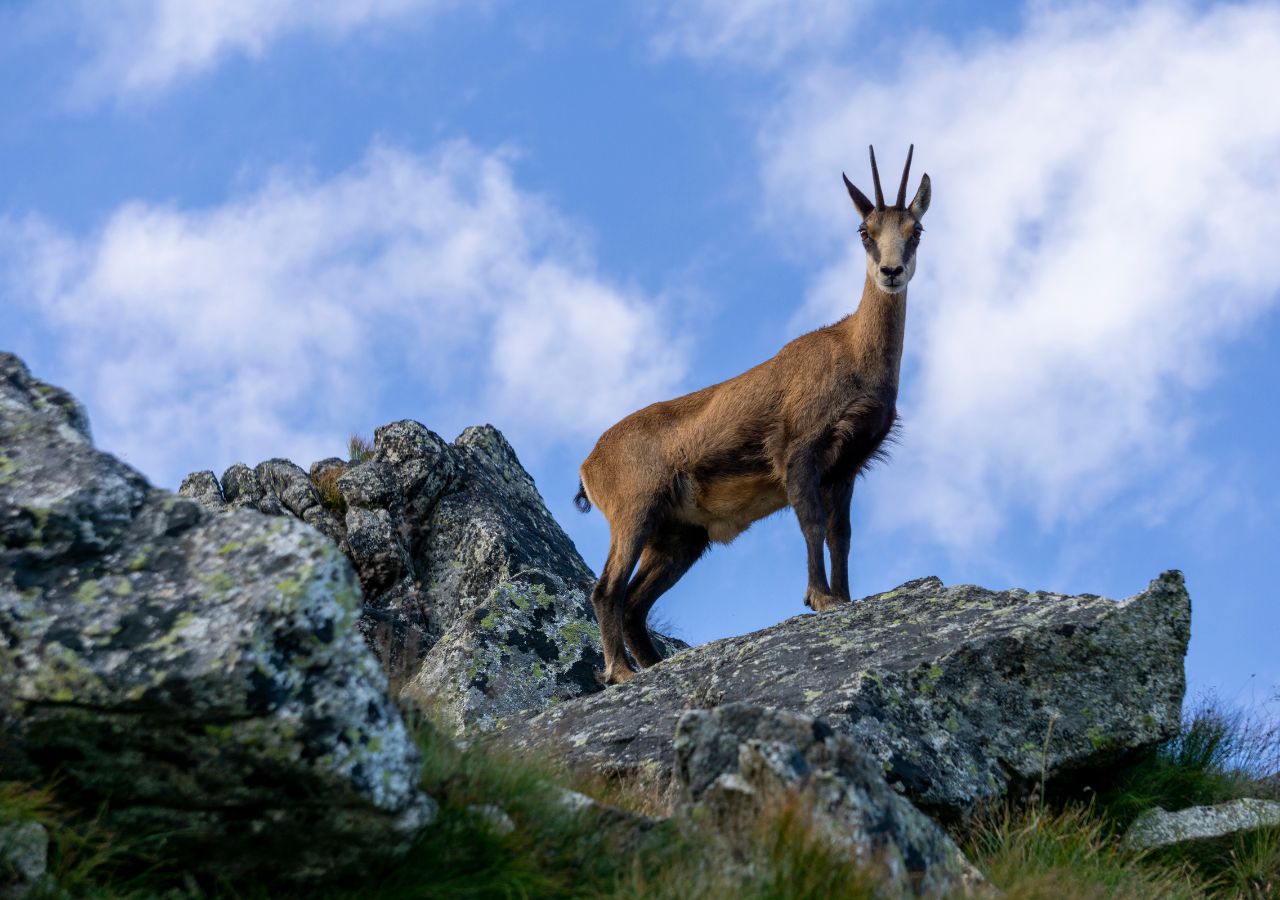 Kozica na skale w Tatrach
