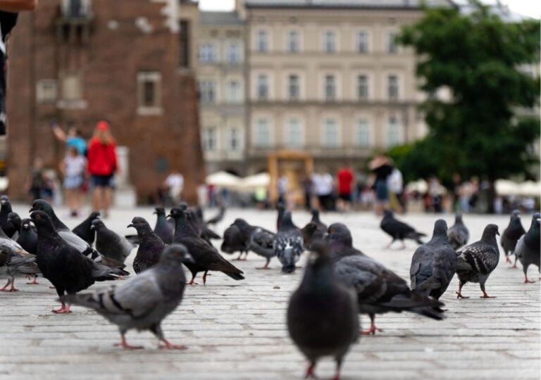 Gołębie na krakowskim Rynku