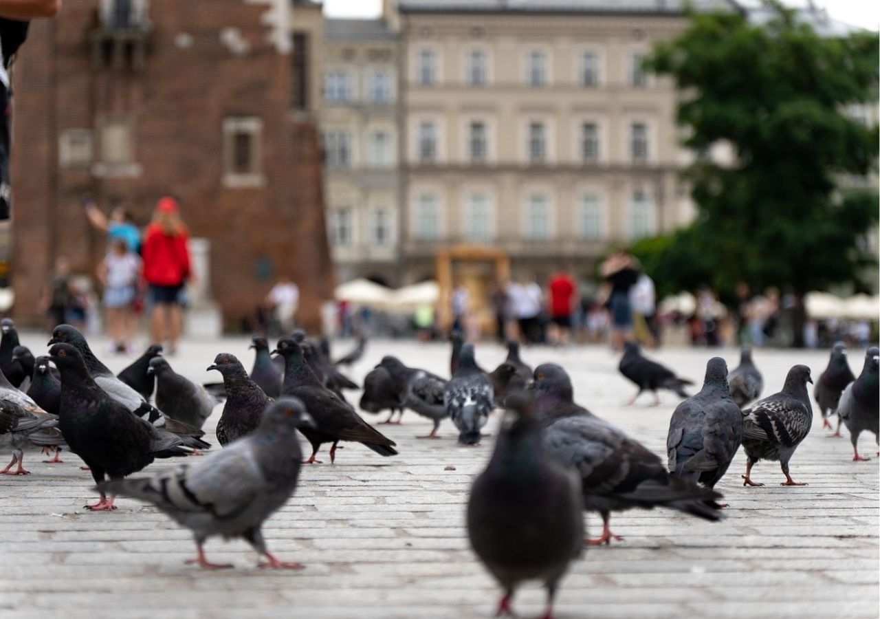 Gołębie na krakowskim Rynku