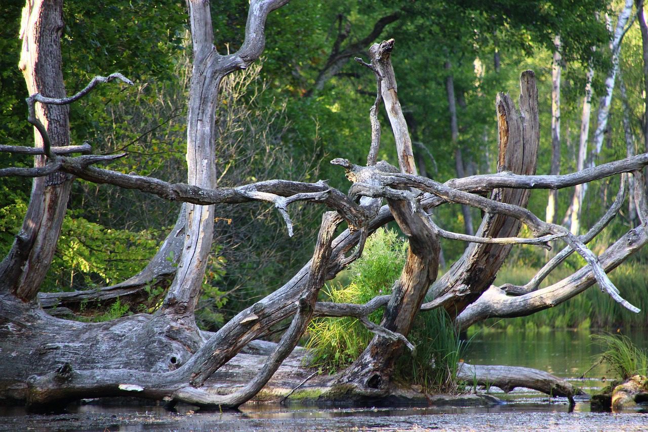Krutynią płyniemy więc wśród natury, słuchając ptaków i śledząc ważki