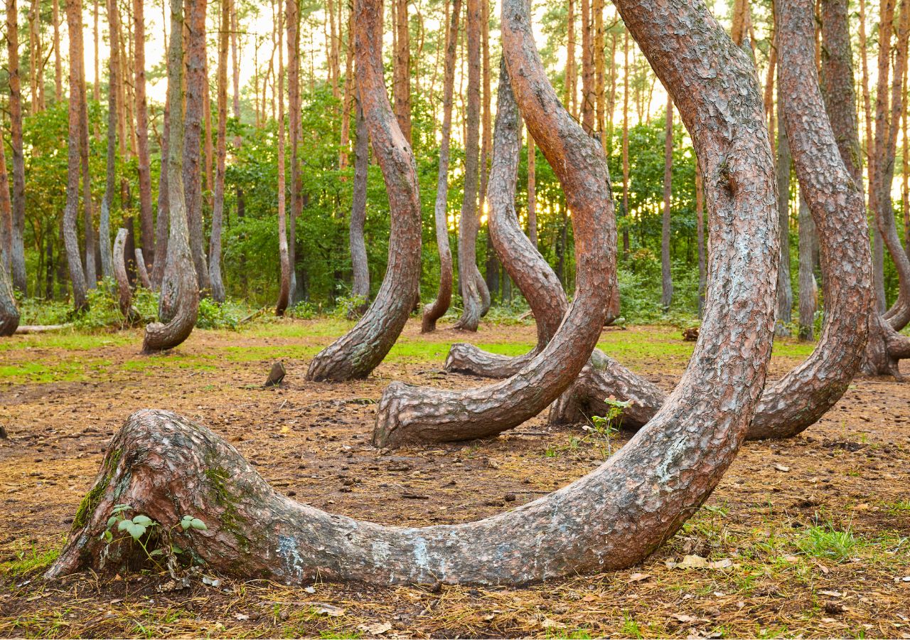 Krzywy Las - Polska