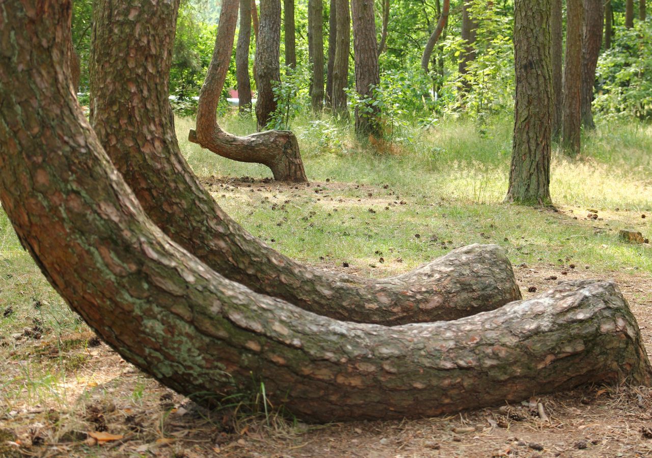 Krzywy Las - Polska, zachodniopomorskie