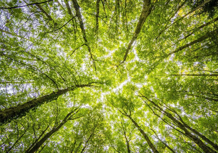 Drzewa w lesie - widok na prześwity