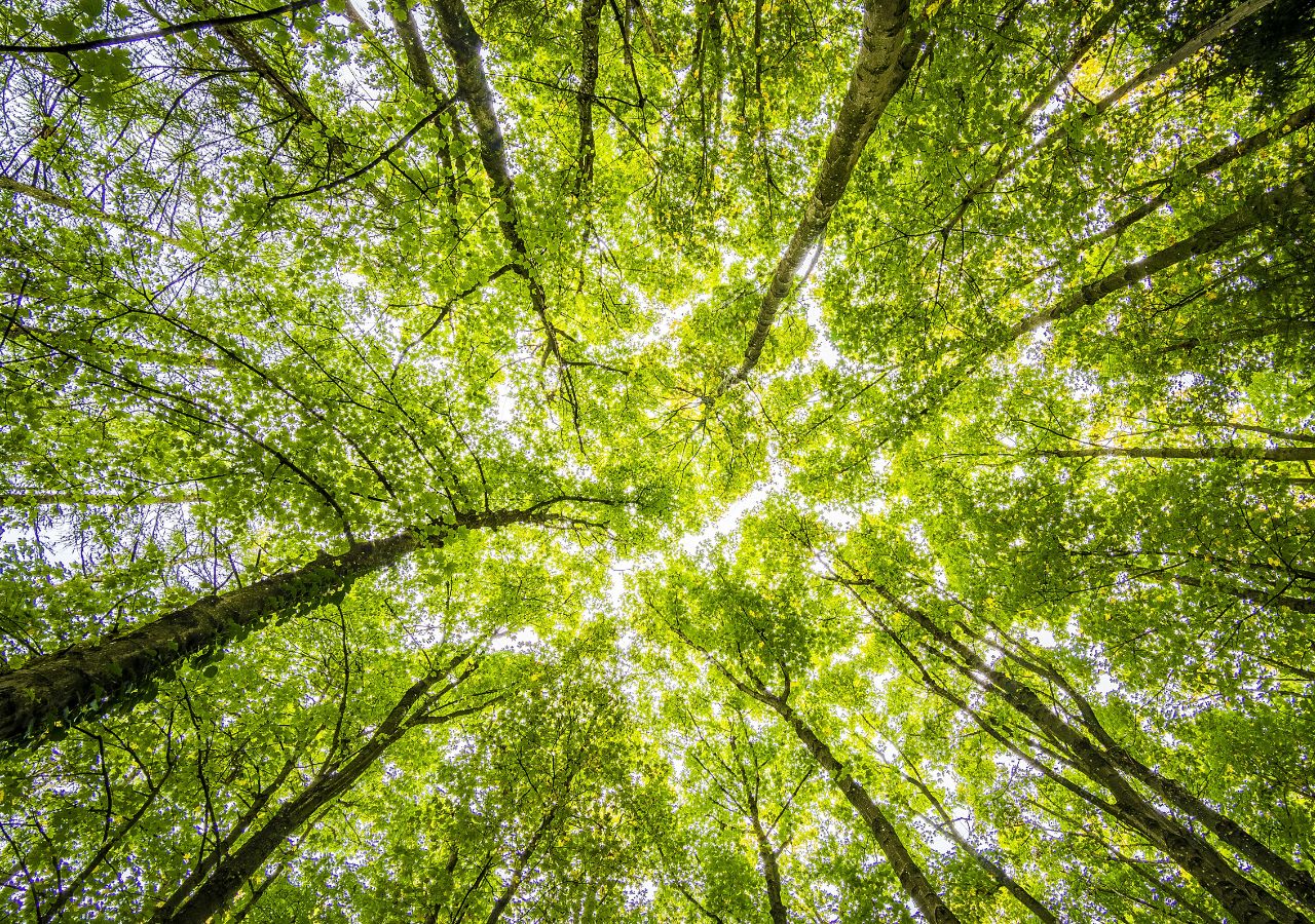 Drzewa w lesie - widok na prześwity