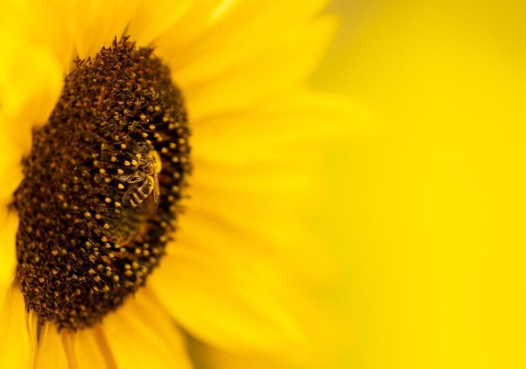 Pszczoła pobierająca pyłek ze słonecznika