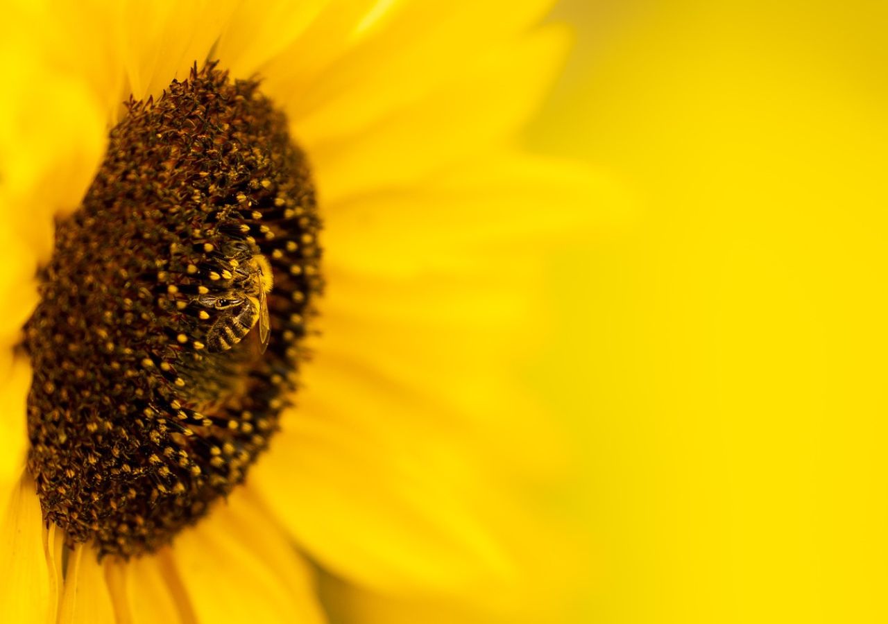 Pszczoła pobierająca pyłek ze słonecznika