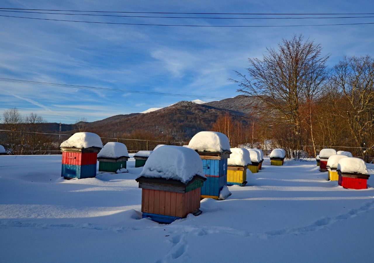Pasieka w Bieszczadach zimą