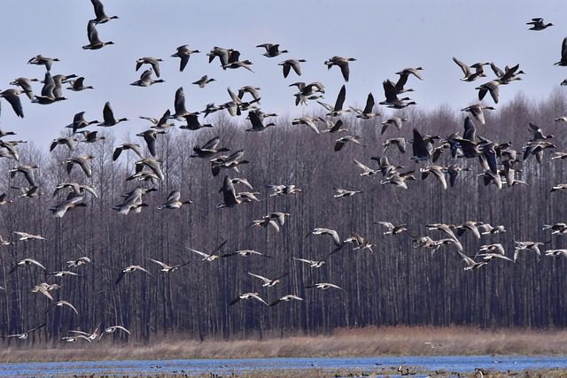 Stado ptaków nad rozlewiskami Biebrzy