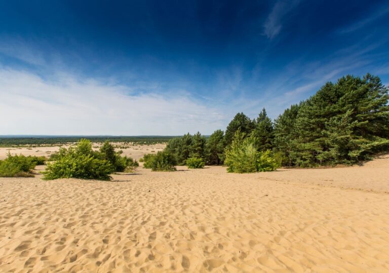 Pustynia Błędowska w słońcu