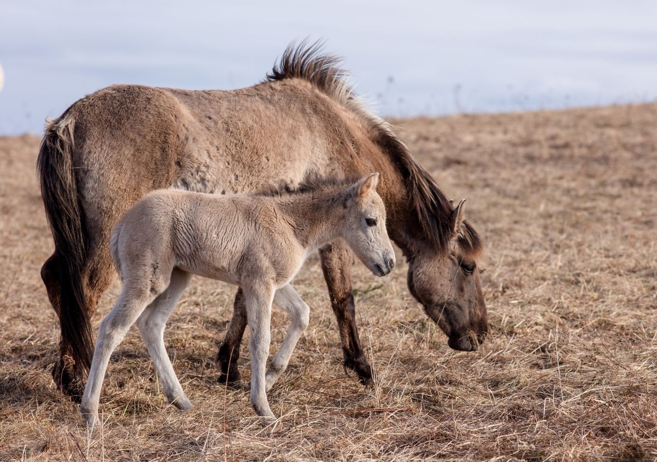 Koniki polskie - źrebiak