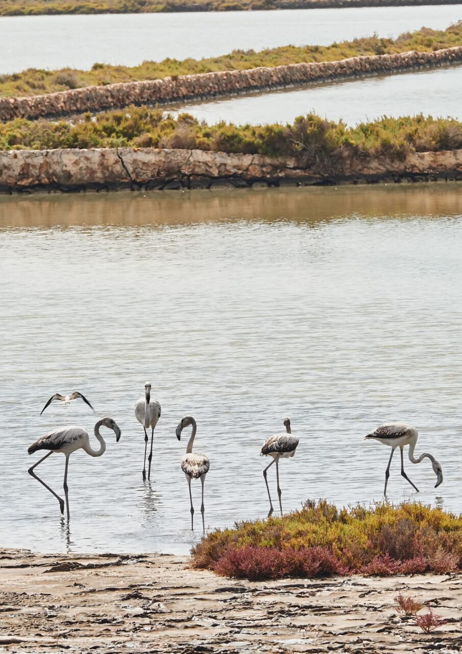 Flamingi w parku narodwym - ibiza, hiszpania