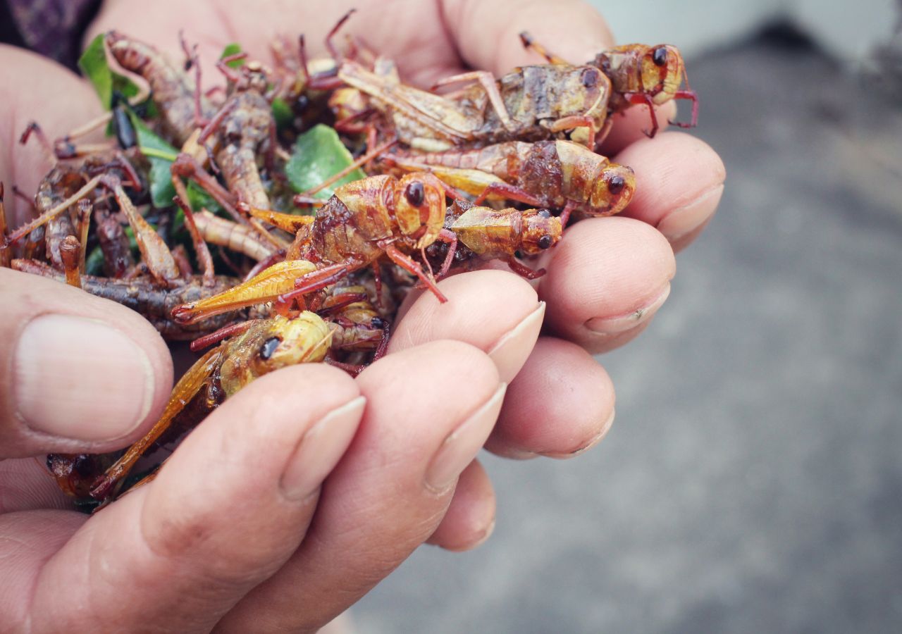 Smażone owady w dłoniach mężczyzny