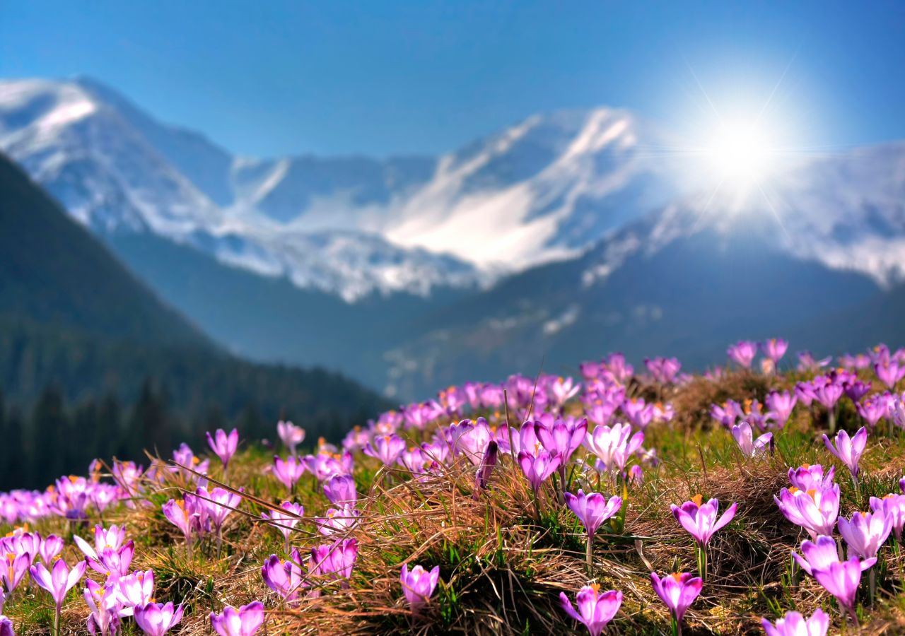 Kwitnące krokusy na tle Tatr