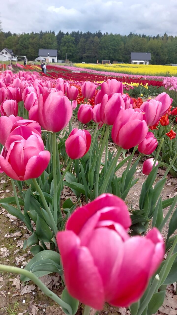 Tulipanowe pole na Tulipanowej Polance