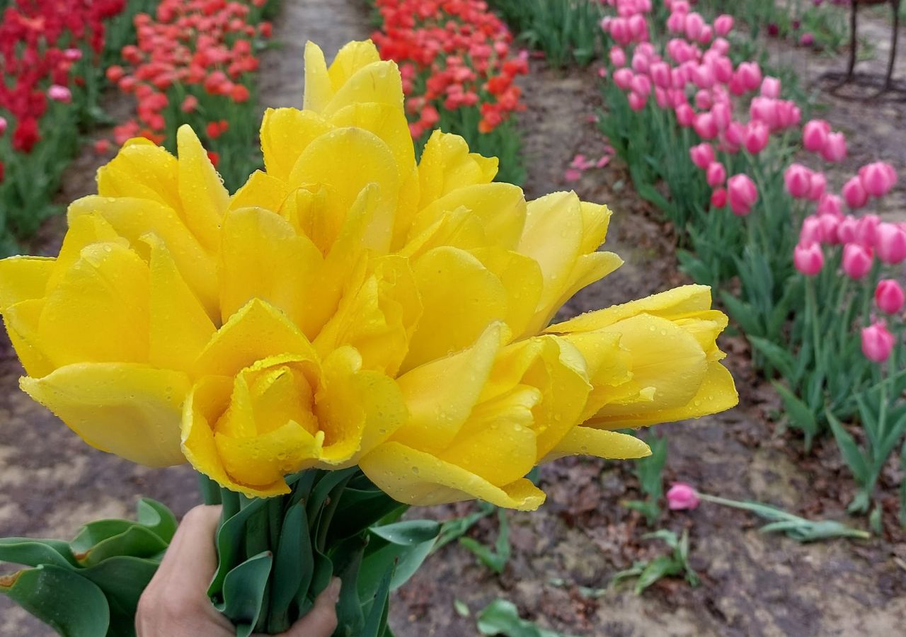 Bukiet tulipanowych kwiatów na tle pola kwitnących tulipanów